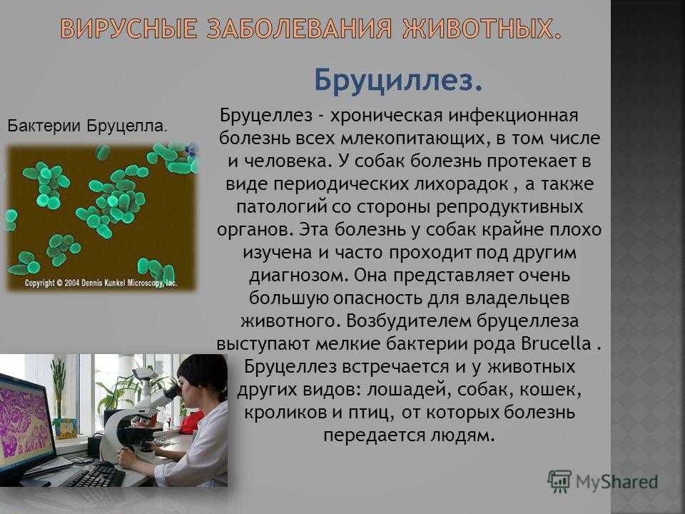 Бруцеллёз
