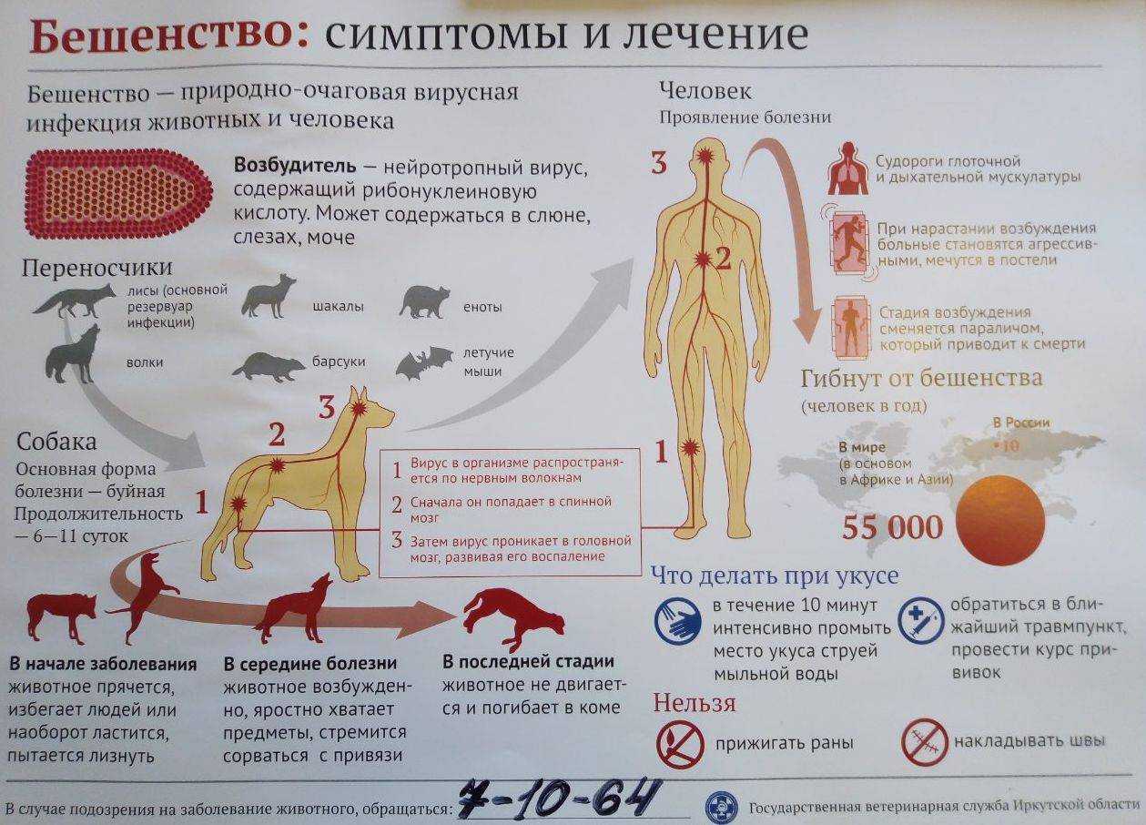 Осложнения после прививки от бешенства у собак
