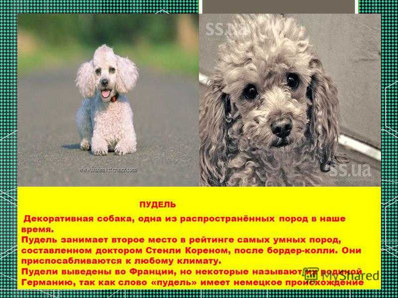 Карликовый пудель: декоративная порода собак. идеальный питомец!