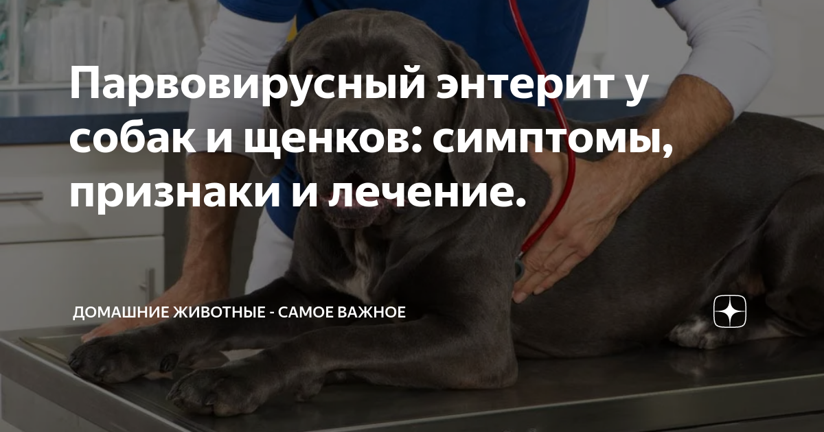 Энтерит у собак парвовирусный, коронавирусный и бактериальный - симптомы, диагностика и методы лечения