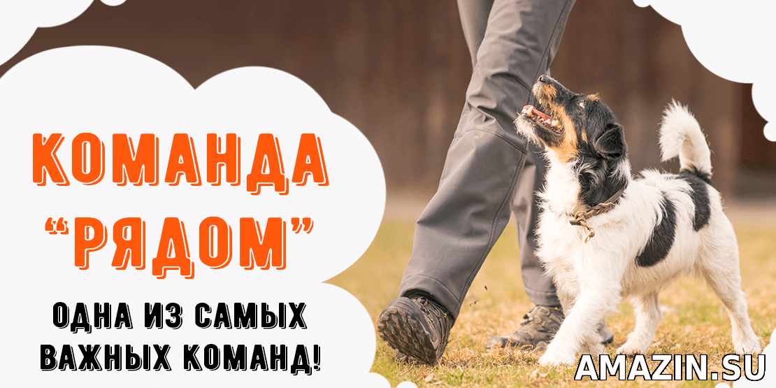 Как дрессировать собаку и научить щенка командам?