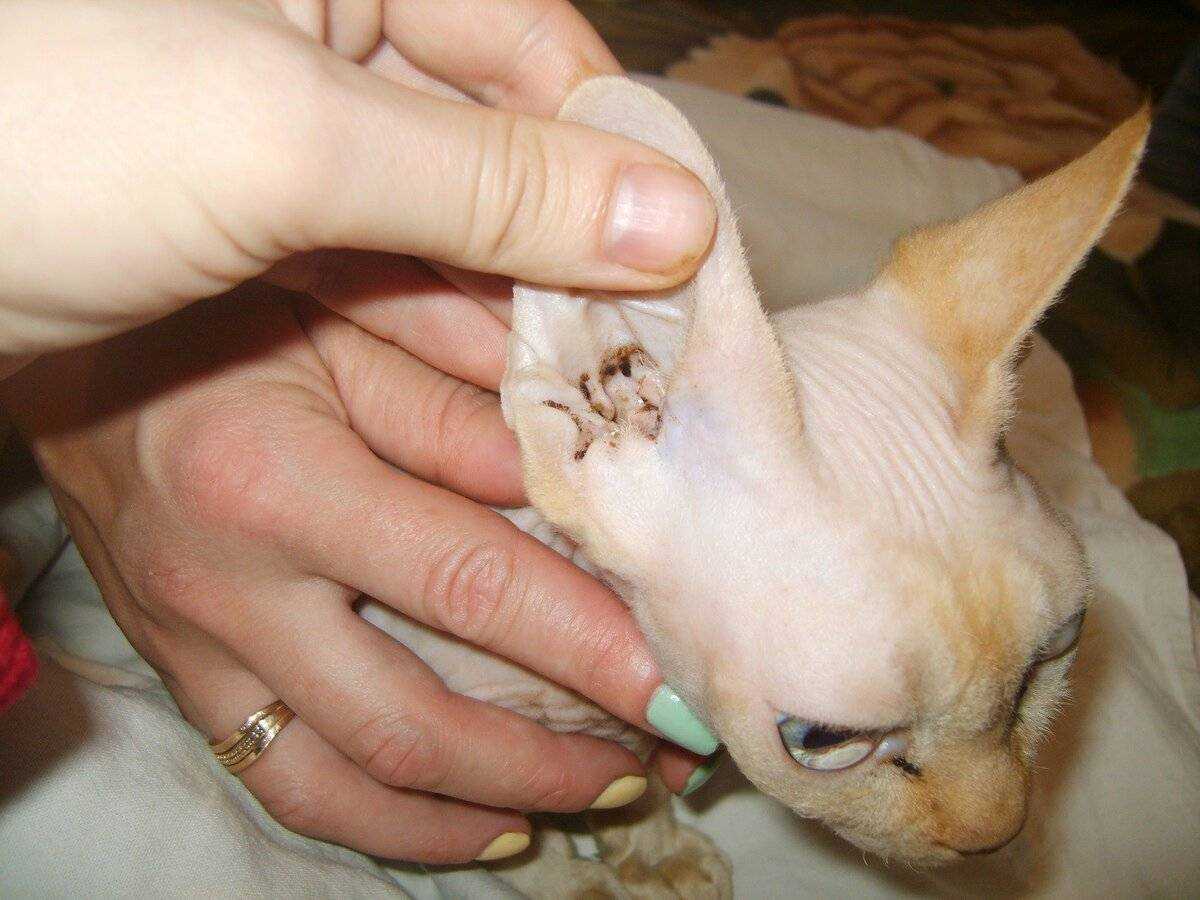 Котенок чешет ушки: причины и способы лечения. с чем может быть связано то, что котёнок чешет ушки, трясёт головой и выглядит больным