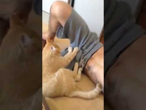4 причины почему кошка делает массаж лапками