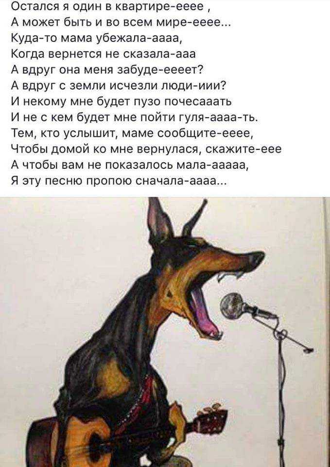 Как отучить взрослую собаку или щенка скулить: простые и проверенные способы