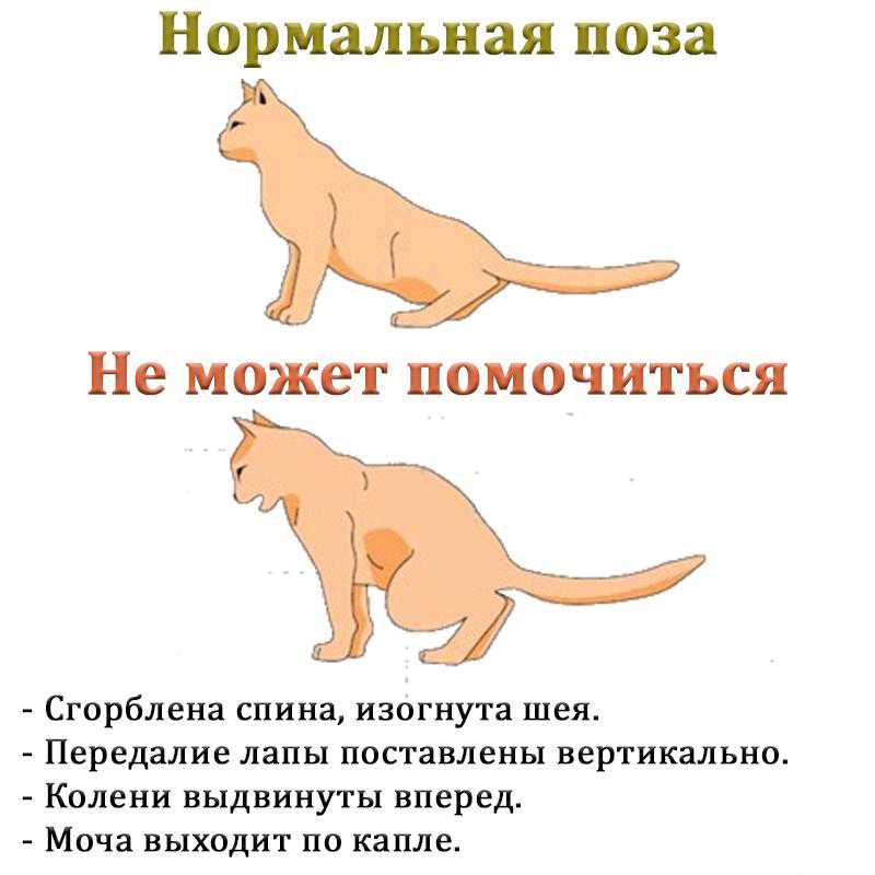 У кота болит живот: симптомы, что делать?