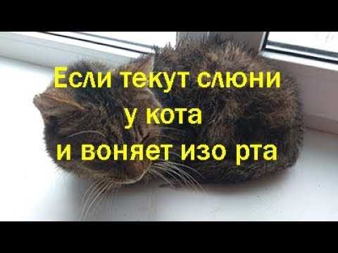 Почему у кота текут слюни