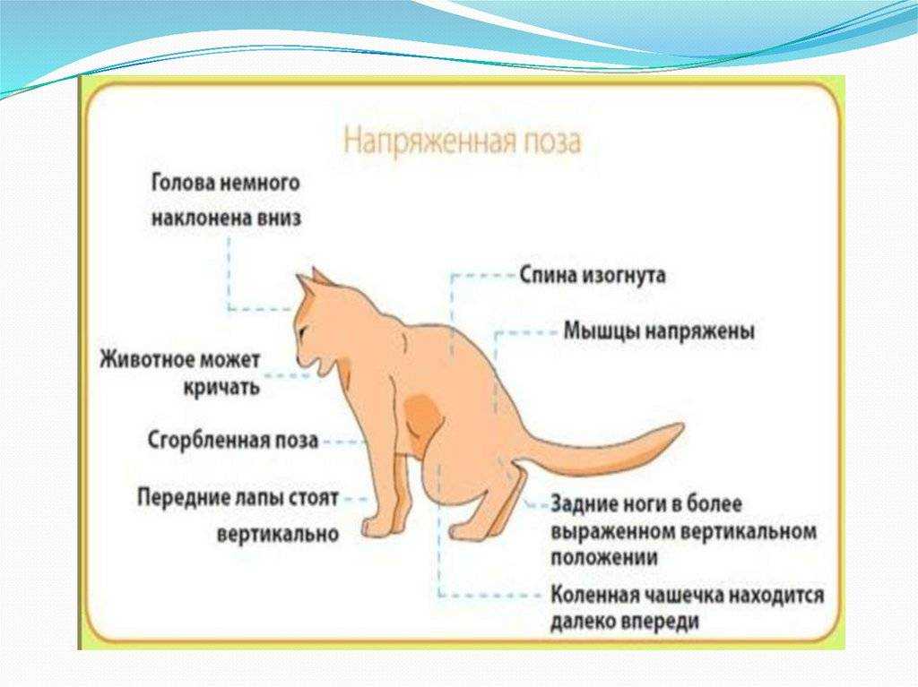 6 симптом паразитов у кошек и способы лечения