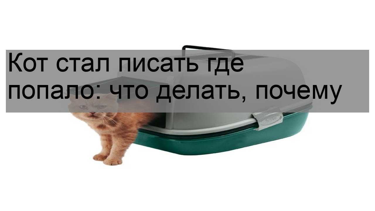 Совет специалиста: как отучить кота гадить в неположенном месте