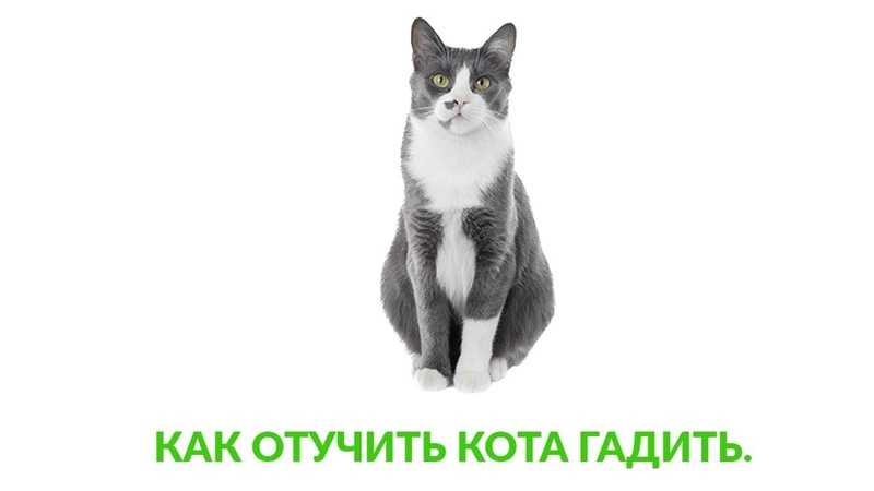 Как отучить кошку от улицы: всего 4 шага к успеху