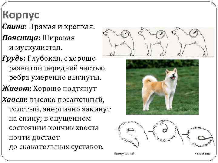 Акита-ину: история породы, характер, здоровье, интересные факты