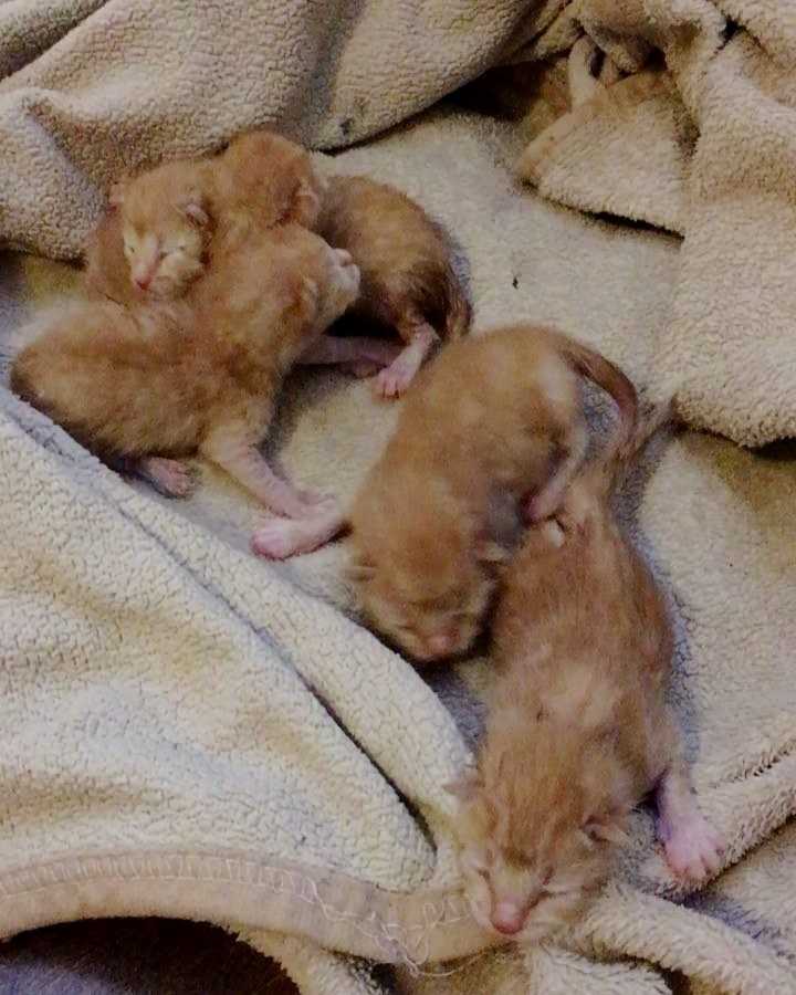 Как ухаживать за котенком без кошки в 1-2 месяца в домашних условиях правильно