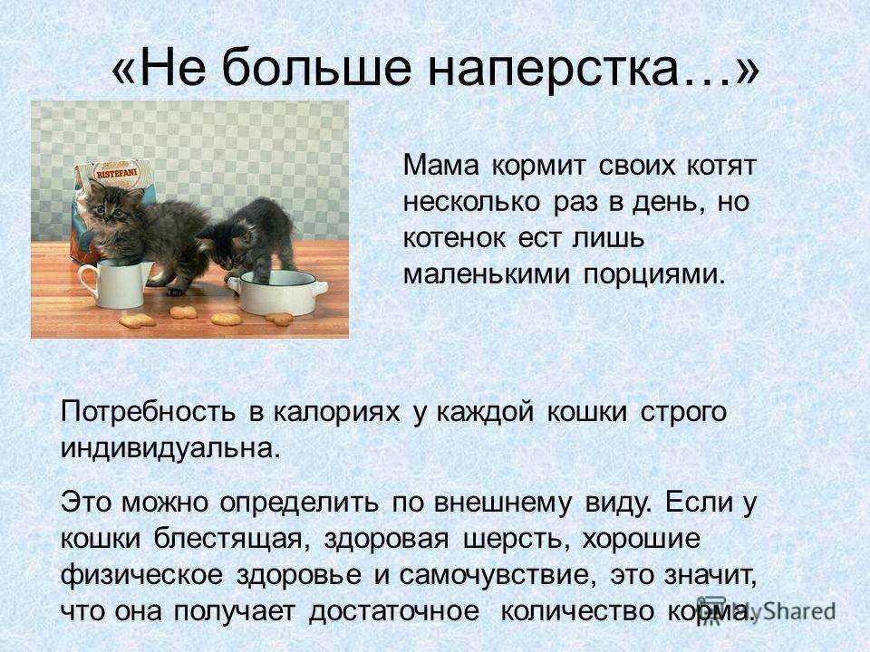 Чем кормить котят в 3 недели без кошки: особенности питания, продукты и рекомендации
чем кормить котят в 3 недели без кошки: особенности питания, продукты и рекомендации