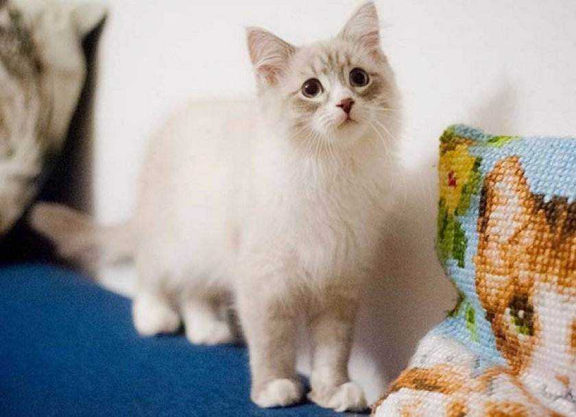 Каким кормом лучше кормить невского маскарадного котенка
