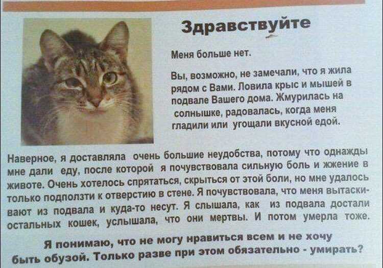Почему кот прячется в темное место