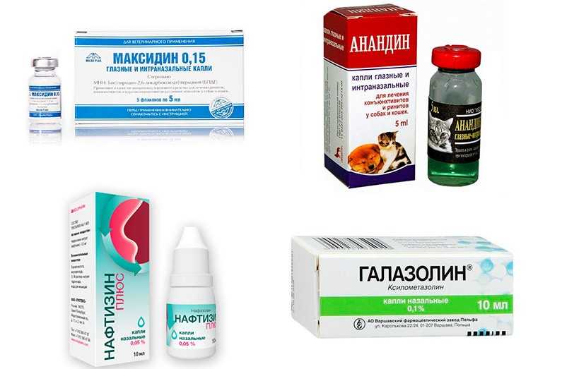 Кот чихает и сопли что делать и чем помочь