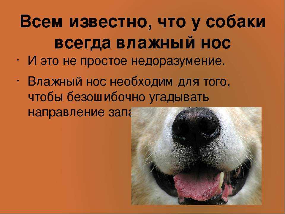 Сухой нос у собаки