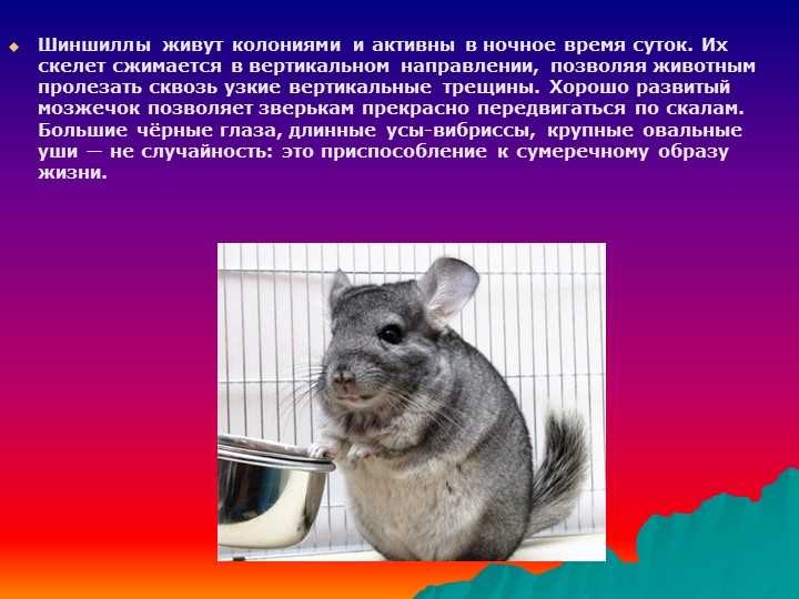 Болезни шиншилл и их симптомы. скорая помощь при опасных болезнях