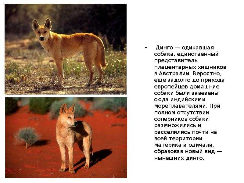 Собака динго. образ жизни и среда обитания собаки динго