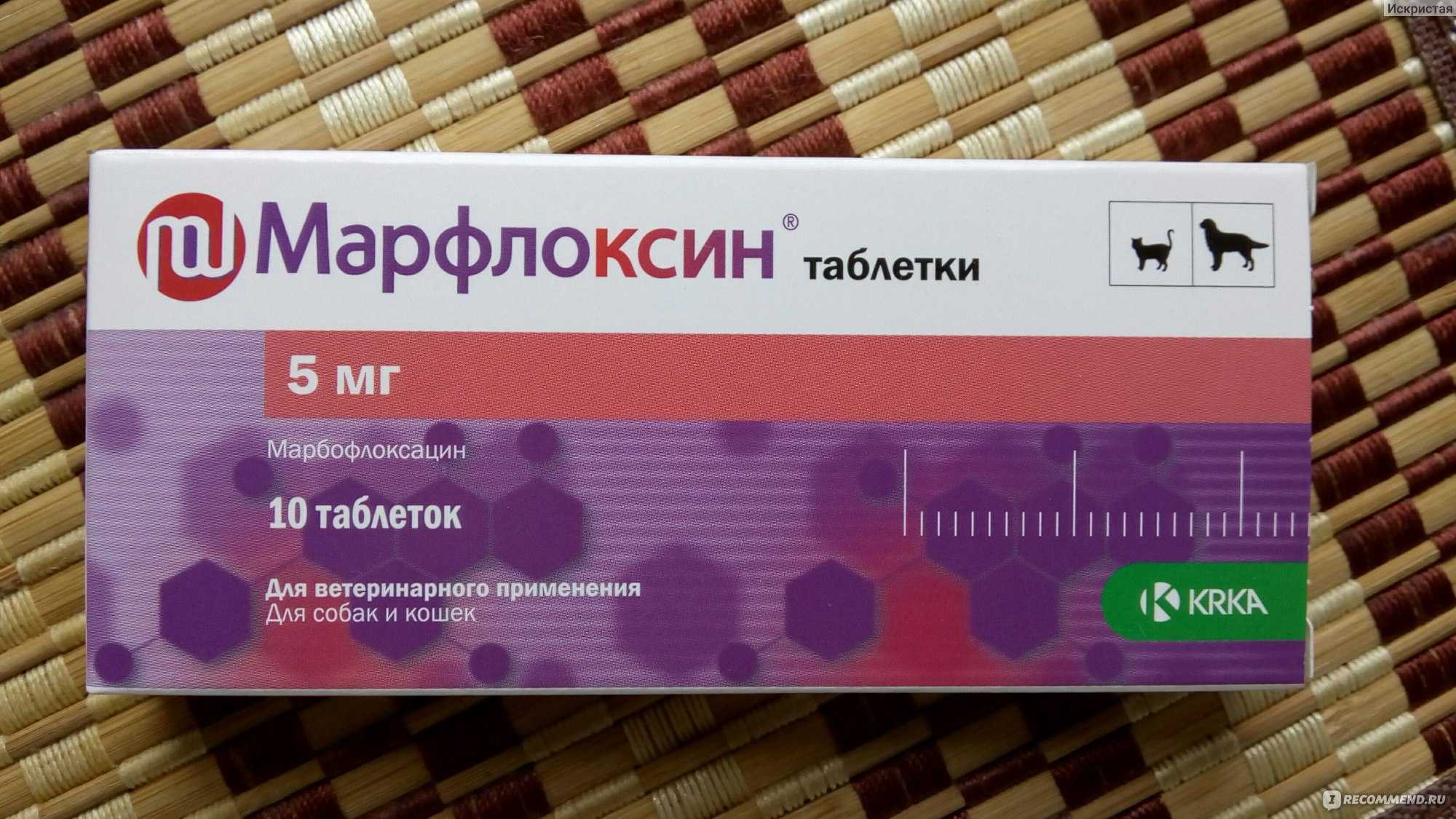 Марфлоксин для кошек: инструкция по применению, противопоказания