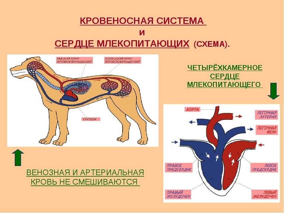 Как работает сердце у собак и кошек: особенности и функции