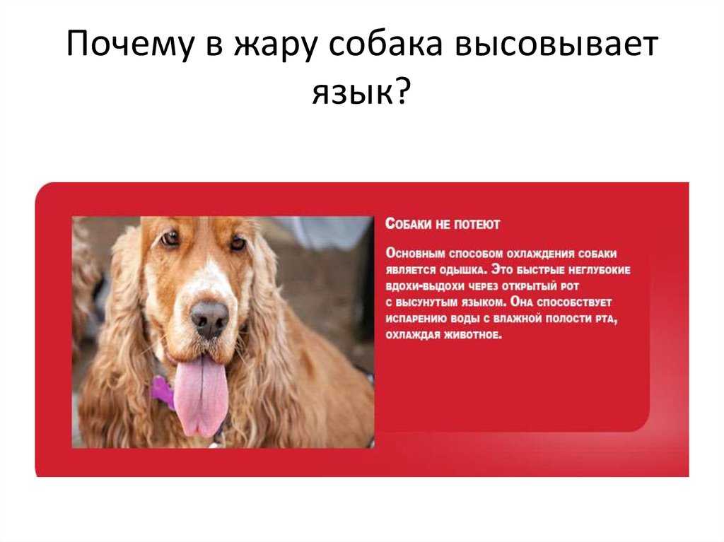 Почему собака часто дышит: норма, причины, возможные недуги