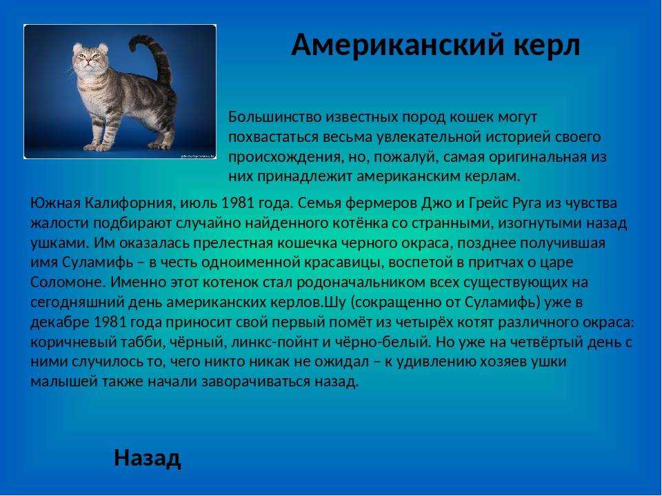 Кот породы ликой: описание внешности и характера кошки, уход за питомцем и его содержание, выбор котёнка, отзывы владельцев, фото