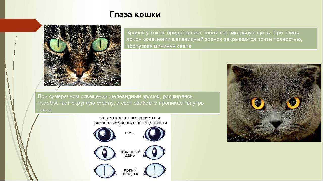 Кошка поцарапала глаз - что делать, первая помощь ребенку