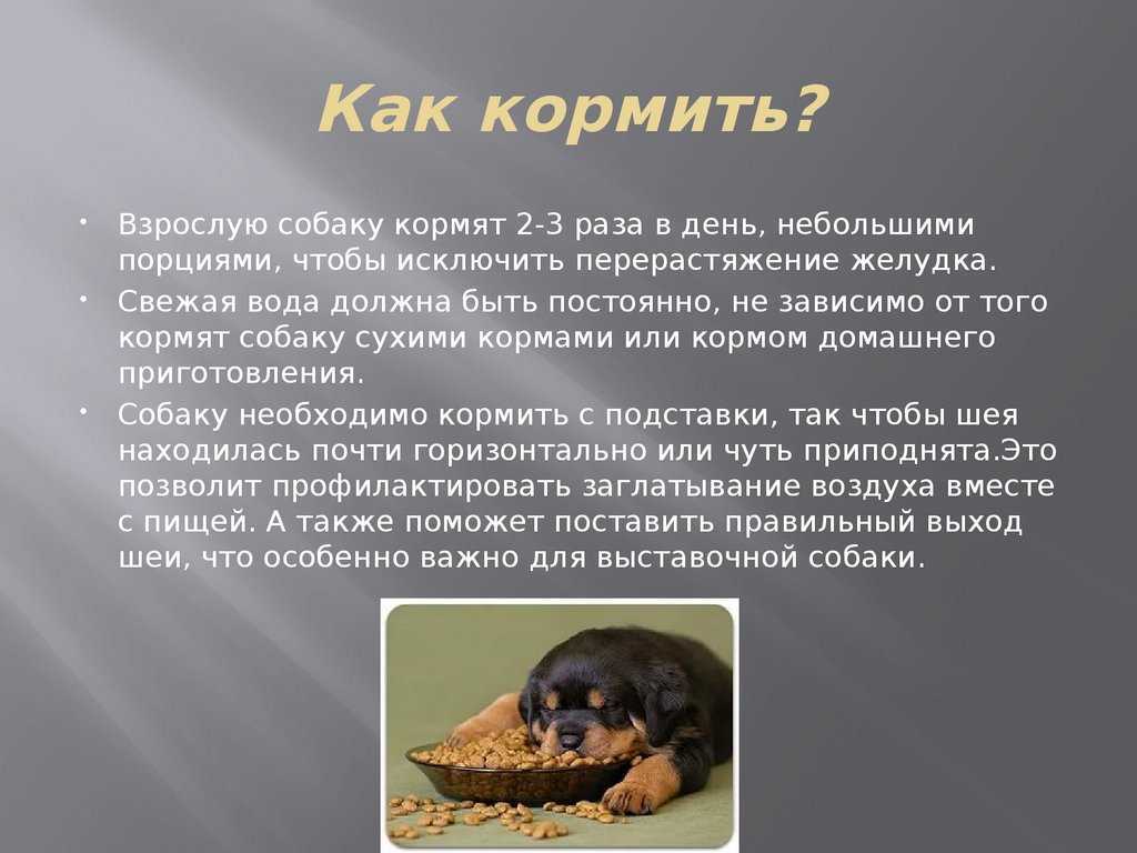 Чем кормить таксу - сухим кормом или натуралкой, особенности рациона для разного возраста