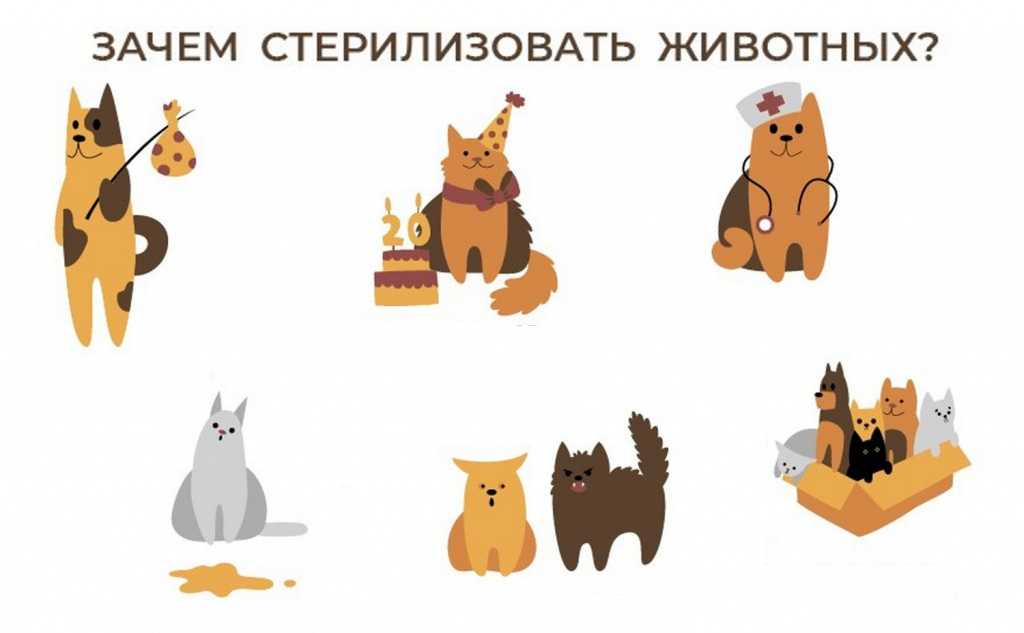 Почему даже кастрированные коты и кошки метят территорию в квартире, что делать, как их от этого отучить?
