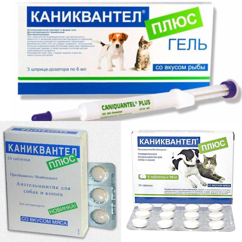 Каниквантел для собак: инструкция по применению препарата, когда применяется, дозировка