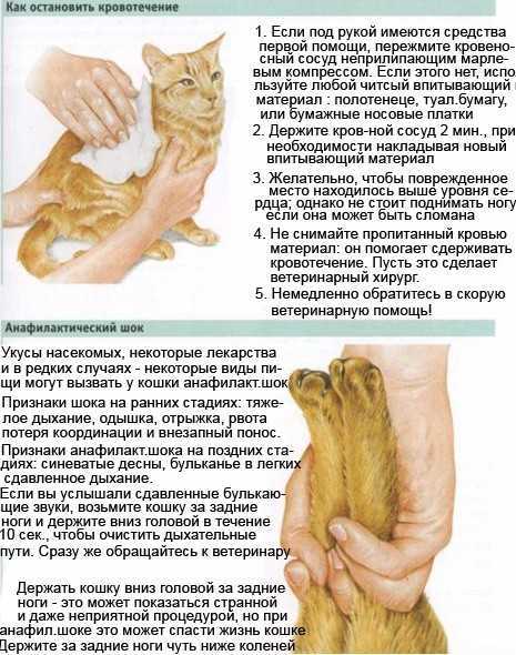 Частое и тяжелое дыхание у кошек после окончания родового процесса