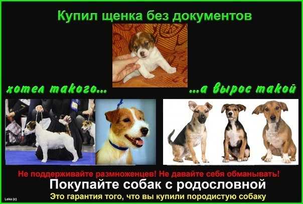Алиментный щенок: что это значит, следует ли покупать?