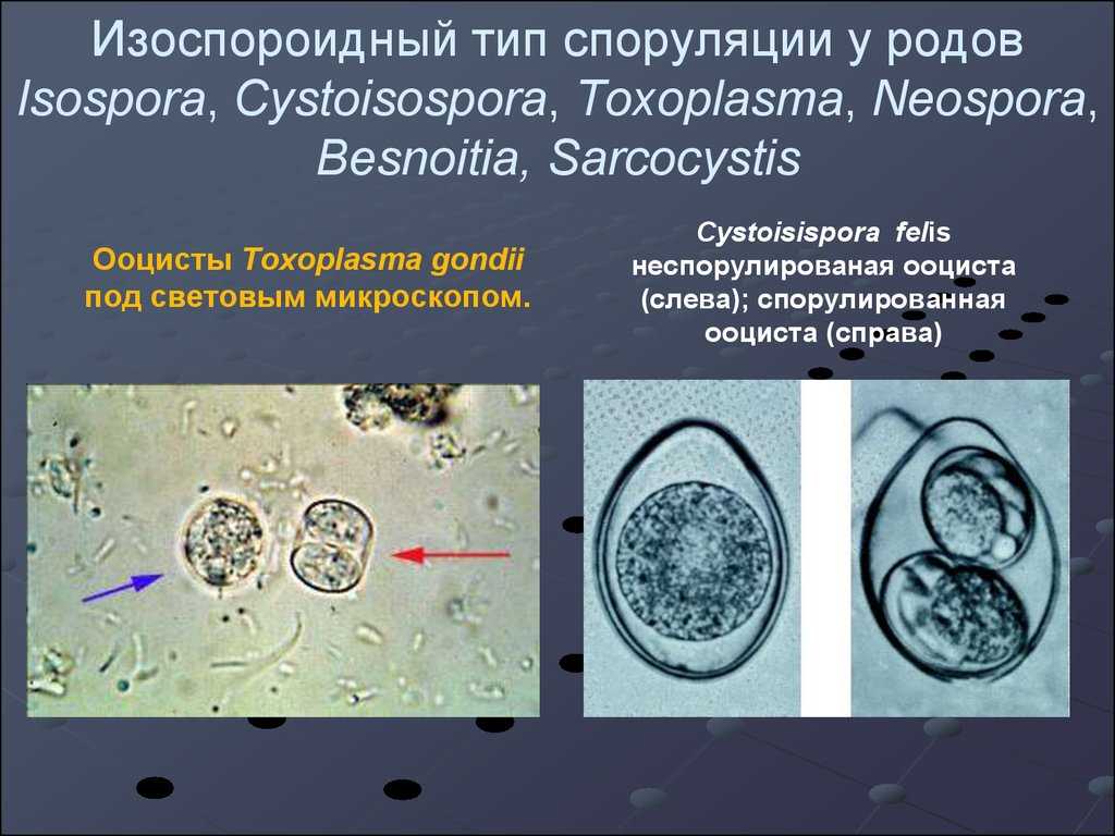 Опасность изоспороза у собак