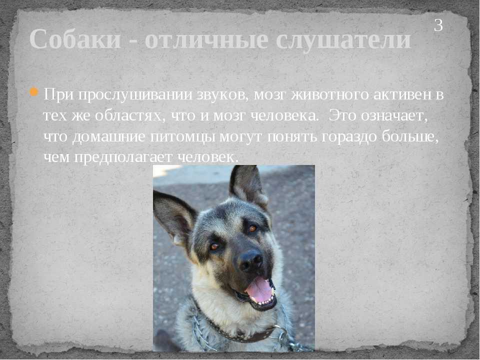 Понимают ли собаки человеческую речь