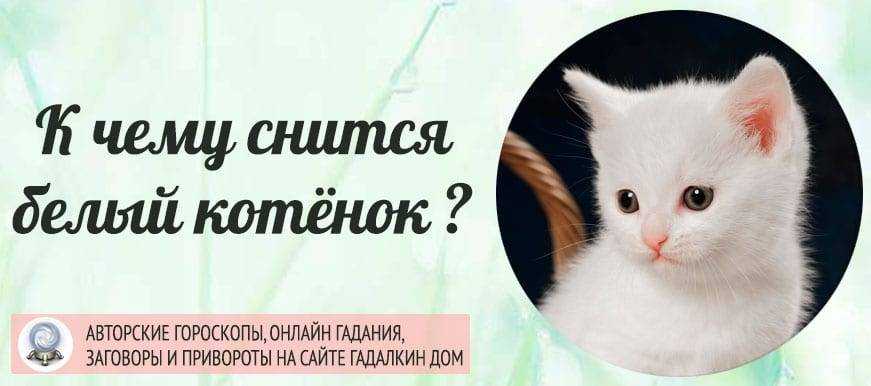 К чему снится котенок - значение сна котенок по соннику