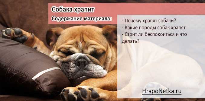Шпиц сопит и храпит как признак аллергии. почему собака храпит