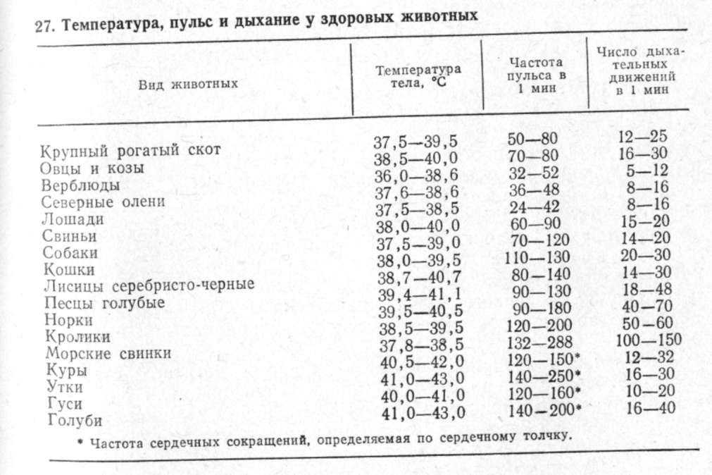 Нормальная температура тела у собак средних пород: какая норма у взрослых и щенков, как правильно измерять, что означают отклонения
