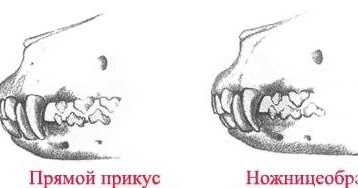 Паралич лицевого нерва у собаки: всей морды, одной стороны, языка, челюсти