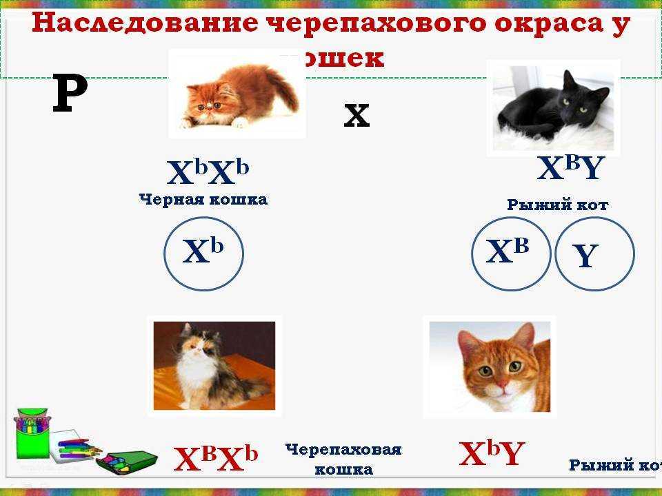 Сколько хромосом у кошек