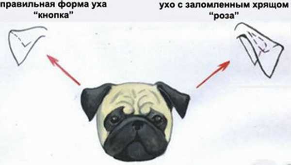 Как клеить уши мопсу – советы и рекомендации