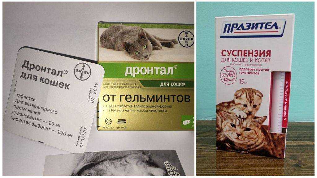 Как часто давать таблетки от глистов кошкам