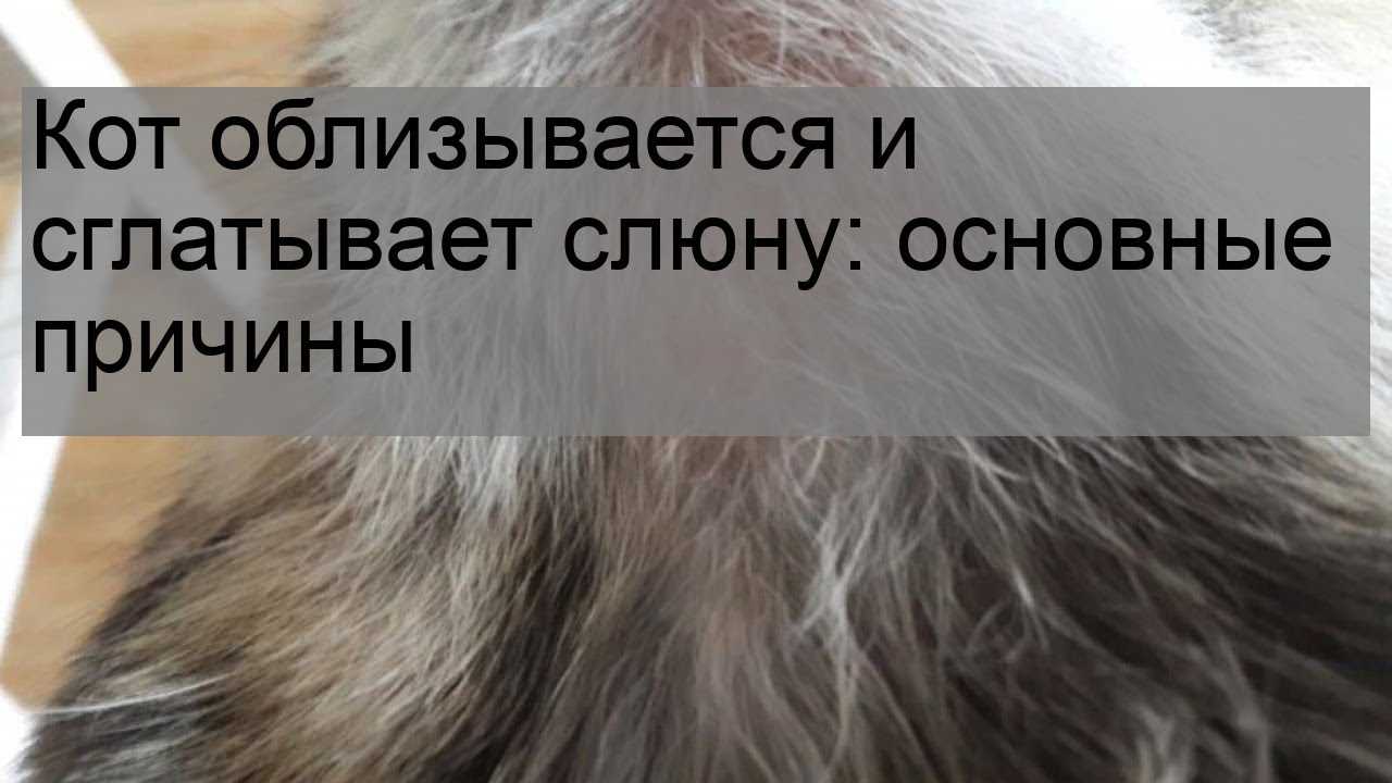 6 причин, почему кот или кошка облизывается и сглатывает: причины, что делать