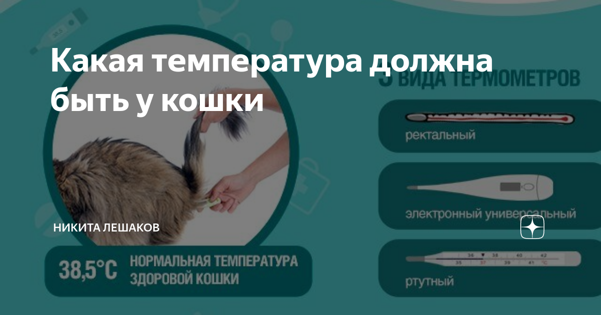 Последствия кастрации кота: положительные и отрицательные, осложнения, если не кастрировать кота