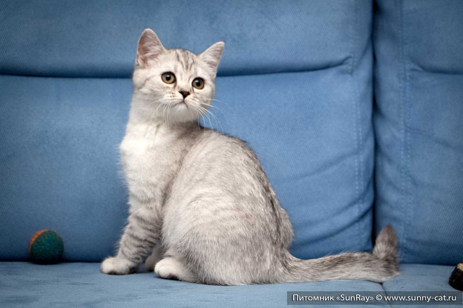 Британский котенок в 3 месяца - фото и чем кормить