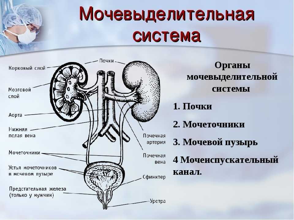 Пиелонефрит у собак