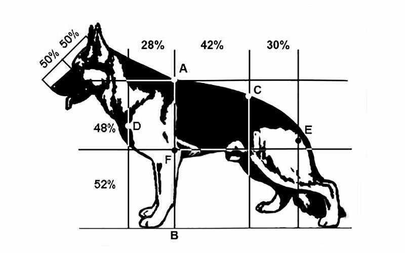 Как измерить рост собаки в холке?