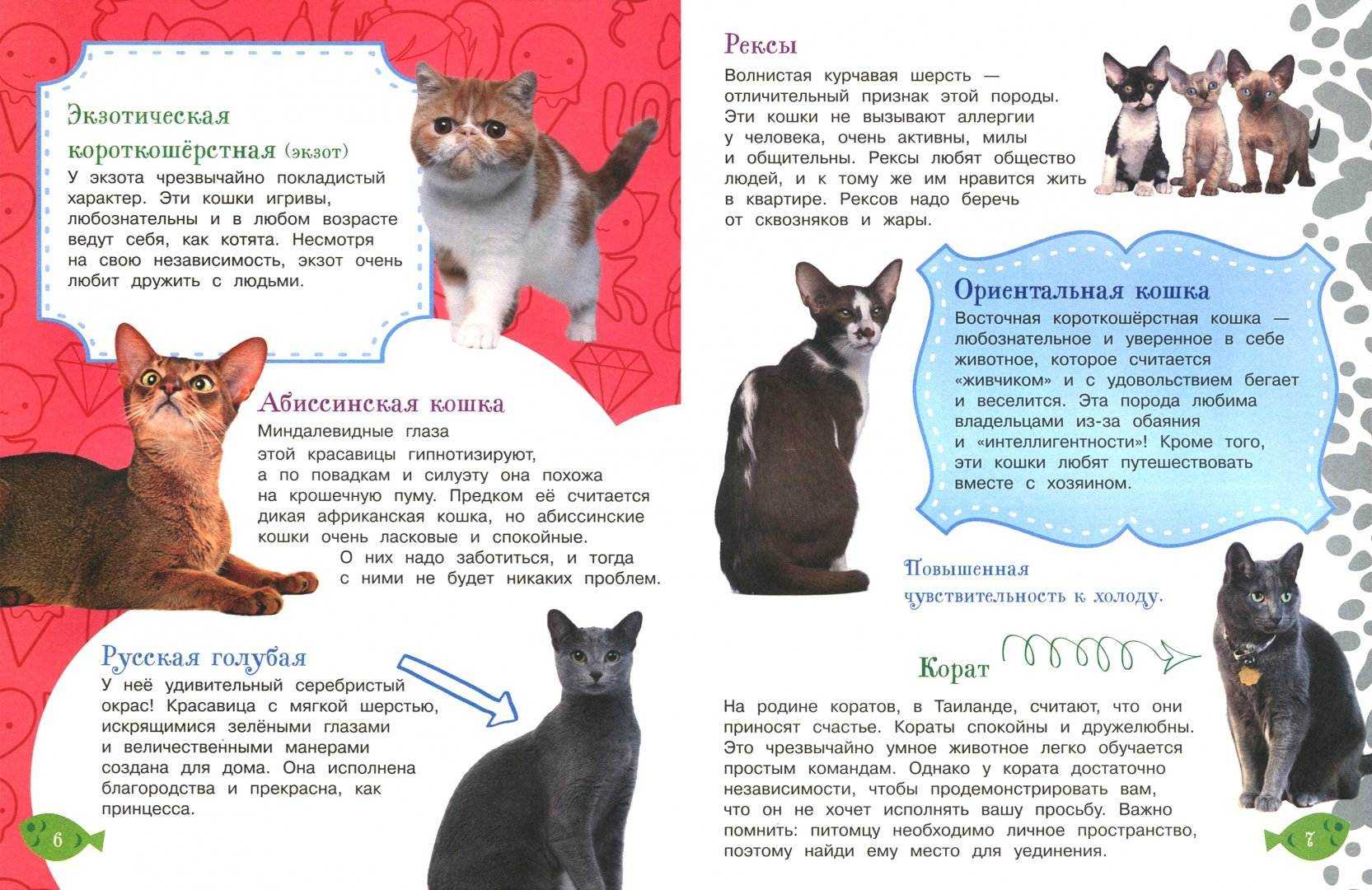 Как воспитывать кошку: кормление, что нельзя делать