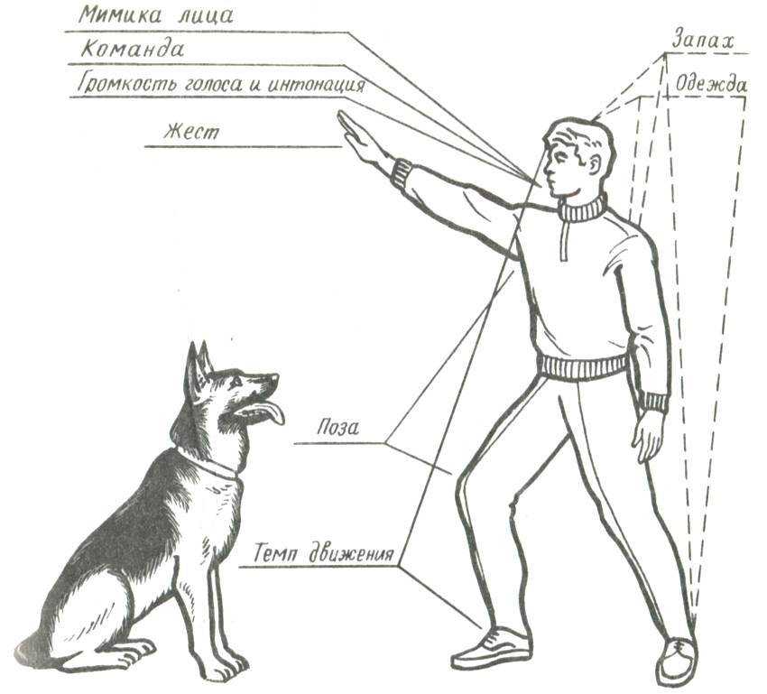 Как обучить собаку командам самостоятельно