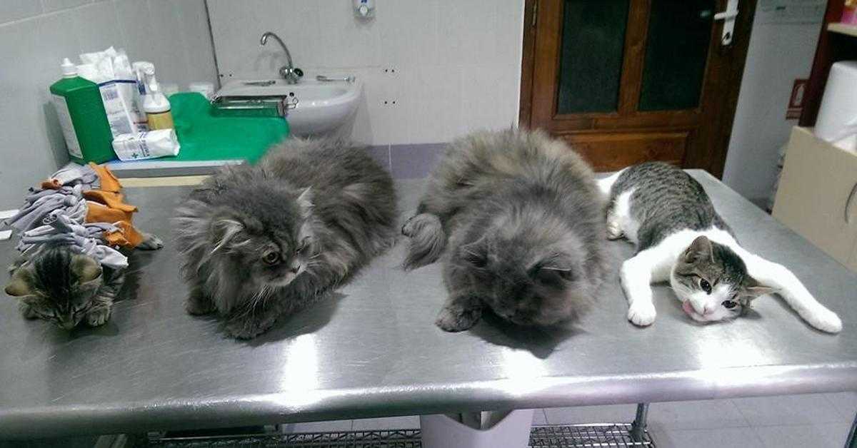 Уход за кошкой после стерилизации