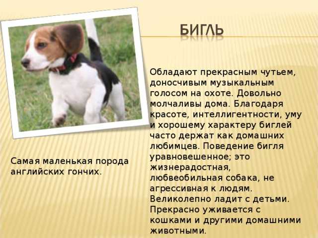 Бигль — фото, описание породы собак, характер